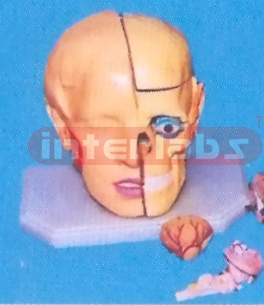 GIANT DELUXE HEAD MODEL WITH FULL BRAINS (11-PARTS)